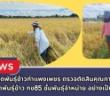 กำแพงเพชร-ศูนย์เมล็ดพันธุ์ข้าวกำแพงเพชร ตรวจตัดสินคุณภาพแปลงผลิตเมล็ดพันธุ์ข้าว กข 85 ชั้นพันธุ์จำหน่าย อย่างเป็นทางการ