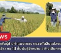 กำแพงเพชร-ศูนย์เมล็ดพันธุ์ข้าวกำแพงเพชร ตรวจตัดสินแปลงผลิตเมล็ดพันธุ์ข้าว กข 111 ชั้นพันธุ์จำหน่าย อย่างเป็นทางการ