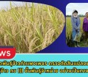 กำแพงเพชร-ศูนย์เมล็ดพันธุ์ข้าวกำแพงเพชร ตรวจตัดสินแปลงผลิตเมล็ดพันธุ์ข้าว กข 111 ชั้นพันธุ์จำหน่าย อย่างเป็นทางการ