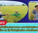 กำแพงเพชร-ศูนย์เมล็ดพันธุ์ข้าวกำแพงเพชร ตรวจตัดสินแปลงผลิตเมล็ดพันธุ์ข้าว กข 111 ชั้นพันธุ์จำหน่าย อย่างเป็นทางการ