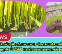 กำแพงเพชร-ศูนย์เมล็ดพันธุ์ข้าวกำแพงเพชร ติดตามแปลงผลิตเมล็ดพันธุ์ข้าว ฤดูฝน ปี2568 และติดตามการเพาะกล้า การปักดำแปลงผลิตเมล็ดพันธุ์ข้าว กข85 ฤดูแล้ง ปี2569