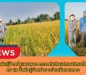 กำแพงเพชร-ศูนย์เมล็ดพันธุ์ข้าวกำแพงเพชร ตรวจตัดสินแปลงผลิตเมล็ดพันธุ์ข้าว กข 111 ชั้นพันธุ์จำหน่าย อย่างเป็นทางการ
