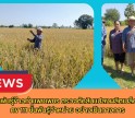 กำแพงเพชร-ศูนย์เมล็ดพันธุ์ข้าวกำแพงเพชร ตรวจตัดสินแปลงผลิตเมล็ดพันธุ์ข้าว กข 111 ชั้นพันธุ์จำหน่าย อย่างเป็นทางการ