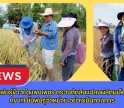กำแพงเพชร-ศูนย์เมล็ดพันธุ์ข้าวกำแพงเพชร ตรวจตัดสินแปลงผลิตเมล็ดพันธุ์ข้าว กข 111 ชั้นพันธุ์จำหน่าย อย่างเป็นทางการ