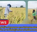 กำแพงเพชร-ศูนย์เมล็ดพันธุ์ข้าวกำแพงเพชร ตรวจตัดสินแปลงผลิตเมล็ดพันธุ์ข้าว กข 111 ชั้นพันธุ์จำหน่าย อย่างเป็นทางการ