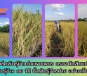 กำแพงเพชร-ศูนย์เมล็ดพันธุ์ข้าวกำแพงเพชร ตรวจตัดสินแปลงผลิตเมล็ดพันธุ์ข้าว กข 111 ชั้นพันธุ์จำหน่าย อย่างเป็นทางการ