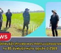 กำแพงเพชร-ศูนย์เมล็ดพันธุ์ข้าวกำแพงเพชร ติดตามแปลงขยายพันธุ์ข้าว กข 85 ชั้นพันธุ์จำหน่าย ฤดูแล้ง ปี 2569