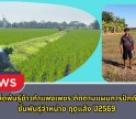 กำแพงเพชร-ศูนย์เมล็ดพันธุ์ข้าวกำแพงเพชร ติดตามแผนการปักดำ กข 85 ชั้นพันธุ์จำหน่าย ฤดูแล้ง ปี2569