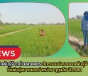 กำแพงเพชร-ศูนย์เมล็ดพันธุ์ข้าวกำแพงเพชร ติดตามแปลงขยายพันธุ์ข้าว กข85 ชั้นพันธุ์ขยายและจำหน่าย ฤดูแล้ง ปี2569