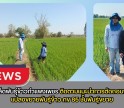กำแพงเพชร-ศูนย์เมล็ดพันธุ์ข้าวกำแพงเพชร ติดตามแนะนำการตัดถอนพันธุ์ปนแปลงขยายพันธุ์ข้าว กข 85 ชั้นพันธุ์ขยาย