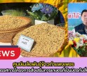 กำแพงเพชร-ศูนย์เมล็ดพันธุ์ข้าวกำแพงเพชร ดำเนินการติดตามให้คำแนะนำการผลิตเมล็ดพันธุ์ข้าวและผลิตข้าวคุณภาพดี