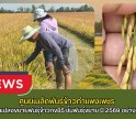 กำแพงเพชร-ศูนย์เมล็ดพันธุ์ข้าวกำแพงเพชร ตรวจตัดสินแปลงขยายพันธุ์ข้าวกข85 ชั้นพันธุ์ขยาย ปี 2569 อย่างเป็นทางการ