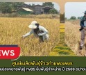 กำแพงเพชร-ศูนย์เมล็ดพันธุ์ข้าวกำแพงเพชร ตรวจตัดสินแปลงขยายพันธุ์ กข85 ชั้นพันธุ์จำหน่าย ปี 2569