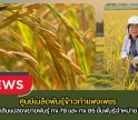 กำแพงเพชร-ศูนย์เมล็ดพันธุ์ข้าวกำแพงเพชร ตรวจตัดสินแปลงขยายพันธุ์ กข 79 และ กข 85 ชั้นพันธุ์จำหน่าย ปี 2569