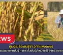 กำแพงเพชร-ศูนย์เมล็ดพันธุ์ข้าวกำแพงเพชร ตรวจตัดสินแปลงขยายพันธุ์ กข85 ชั้นพันธุ์จำหน่าย ปี 2569 อย่างเป็นทางการ