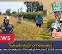 กำแพงเพชร-ศูนย์เมล็ดพันธุ์ข้าวกำแพงเพชร ตรวจตัดสินแปลงขยายพันธุ์ กข79 ชั้นพันธุ์จำหน่าย ปี 2569 อย่างเป็นทางการ