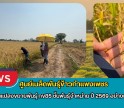 กำแพงเพชร-ศูนย์เมล็ดพันธุ์ข้าวกำแพงเพชร ตรวจตัดสินแปลงขยายพันธุ์ กข85 ชั้นพันธุ์จำหน่าย ปี 2569 อย่างเป็นทางการ