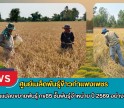 กำแพงเพชร-ศูนย์เมล็ดพันธุ์ข้าวกำแพงเพชร ตรวจตัดสินแปลงขยายพันธุ์ กข85 ชั้นพันธุ์จำหน่าย ปี 2569 อย่างเป็นทางการ