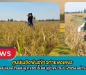 กำแพงเพชร-ศูนย์เมล็ดพันธุ์ข้าวกำแพงเพชร ตรวจตัดสินแปลงขยายพันธุ์ กข85 ชั้นพันธุ์จำหน่าย ปี 2569 อย่างเป็นทางการ