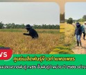 กำแพงเพชร-ศูนย์เมล็ดพันธุ์ข้าวกำแพงเพชร ตรวจตัดสินแปลงขยายพันธุ์ กข85 ชั้นพันธุ์จำหน่าย ปี 2569 อย่างเป็นทางการ