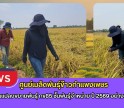 กำแพงเพชร-ศูนย์เมล็ดพันธุ์ข้าวกำแพงเพชร ตรวจตัดสินแปลงขยายพันธุ์ กข85 ชั้นพันธุ์จำหน่าย ปี 2569 อย่างเป็นทางการ