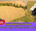 กำแพงเพชร-ศูนย์เมล็ดพันธุ์ข้าวกำแพงเพชร ตรวจตัดสินแปลงขยายพันธุ์ กข85 ชั้นพันธุ์จำหน่าย ปี 2569 อย่างเป็นทางการ