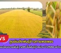 กำแพงเพชร-ศูนย์เมล็ดพันธุ์ข้าวกำแพงเพชร ตรวจตัดสินแปลงขยายพันธุ์ กข85 ชั้นพันธุ์จำหน่าย ปี 2569 อย่างเป็นทางการ