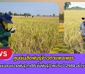 กำแพงเพชร-ศูนย์เมล็ดพันธุ์ข้าวกำแพงเพชร ตรวจตัดสินแปลงขยายพันธุ์ กข85 ชั้นพันธุ์จำหน่าย ปี 2569 อย่างเป็นทางการ