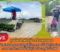 กำแพงเพชร-ศูนย์เมล็ดพันธุ์ข้าวกำแพงเพชร ติดตามการปักดำแปลงขยายเมล็ดพันธุ์ข้าว กข85 ชั้นพันธุ์จำหน่าย และติดตามการเพาะกล้า กข85 ชั้นพันธุ์จำหน่าย ฤดูฝน ปี 2569