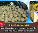 กำแพงเพชร-ทุเรียนกำแพงเพชรโค้งสุดท้าย! สดจากสวนสมบัติท่านา กิโลกรัมละ 80 บาท หวาน หอม ครีมมี่ คาดอีก 5 วันหมดสวน