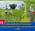 กำแพงเพชร-ศูนย์เมล็ดพันธุ์ข้าวกำแพงเพชร ติดตามแปลงผลิตเมล็ดพันธุ์ข้าวพันธุ์ กข85 ชั้นพันธุ์จำหน่าย ฤดูฝน ปี 2569