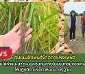 กำแพงเพชร-ศูนย์เมล็ดพันธุ์ข้าวกำแพงเพชร ติดตามให้คำแนะนำ ระบบควบคุมภายในแบบกลุ่มของเกษตรกรให้ปฏิบัติตามข้อกำหนดมาตรฐาน