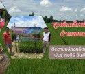กำแพงเพชร-ศูนย์เมล็ดพันธุ์ข้าวกำแพงเพชร ติดตามแปลงผลิตเมล็ดพันธุ์ข้าวพันธุ์ กข85 ชั้นพันธุ์จำหน่าย ฤดูฝน ปี 2569