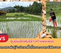 กำแพงเพชร-ศูนย์เมล็ดพันธุ์ข้าวกำแพงเพชร ติดตามแปลงทดสอบพันธุ์ข้าวในเขตพื้นที่โครงการสถานีพัฒนาการเกษตรที่สูง