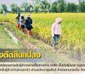 กำแพงเพชร-ศูนย์เมล็ดพันธุ์ข้าวกำแพงเพชร ตรวจตัดสินแปลงขยายพันธุ์ข้าวอย่างเป็นทางการ กข85 ชั้นพันธุ์ขยาย ฤดูฝน ปี2569 ณ กลุ่มผู้ผลิตเมล็ดพันธุ์ข้าวบ้านลานตาบัว