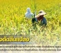 กำแพงเพชร-ศูนย์เมล็ดพันธุ์ข้าวกำแพงเพชร ตรวจตัดสินแปลงขยายพันธุ์ข้าวอย่างเป็นทางการ กข85 ชั้นพันธุ์ขยาย ฤดูฝน ปี2569 ณ กลุ่มผู้ผลิตเมล็ดพันธุ์ข้าวบ้านตะเคียนงาม