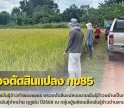 กำแพงเพชร-ศูนย์เมล็ดพันธุ์ข้าวกำแพงเพชร ตรวจตัดสินแปลงขยายพันธุ์ข้าวอย่างเป็นทางการ กข85 ชั้นพันธุ์จำหน่าย ฤดูฝน ปี2569