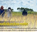 กำแพงเพชร-ศูนย์เมล็ดพันธุ์ข้าวกำแพงเพชร ตรวจตัดสินแปลงขยายพันธุ์ข้าวอย่างเป็นทางการ กข85 ชั้นพันธุ์จำหน่าย ฤดูฝน ปี2569