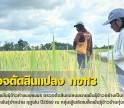 กำแพงเพชร-ศูนย์เมล็ดพันธุ์ข้าวกำแพงเพชร ตรวจตัดสินแปลงขยายพันธุ์ข้าวอย่างเป็นทางการ กข113 ชั้นพันธุ์จำหน่าย ฤดูฝน ปี2569