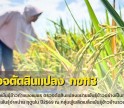 กำแพงเพชร-ศูนย์เมล็ดพันธุ์ข้าวกำแพงเพชร ตรวจตัดสินแปลงขยายพันธุ์ข้าวอย่างเป็นทางการ กข113 ชั้นพันธุ์จำหน่าย ฤดูฝน ปี2569