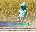 กำแพงเพชร-ศูนย์เมล็ดพันธุ์ข้าวกำแพงเพชร ตรวจตัดสินแปลงขยายพันธุ์ข้าวอย่างเป็นทางการ กข85 ชั้นพันธุ์จำหน่าย ฤดูฝน ปี2569