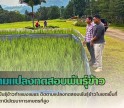 กำแพงเพชร-ศูนย์เมล็ดพันธุ์ข้าวกำแพงเพชร ติดตามแปลงทดสอบพันธุ์ข้าวในเขตพื้นที่โครงการสถานีพัฒนาการเกษตรที่สูง