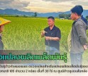กำแพงเพชร-ศูนย์เมล็ดพันธุ์ข้าวกำแพงเพชร ตรวจแปลงสำหรับแปลงผลิตเมล็ดพันธุ์ของศูนย์ข้าวชุมชน พันธุ์ขาวดอกมะลิ 105 จำนวน 2 แปลง พื้นที่ 30 ไร่