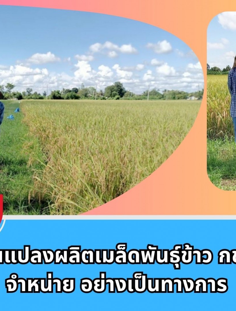กำแพงเพชร-ศูนย์เมล็ดพันธุ์ข้าวกำแพงเพชร ตรวจตัดสินแปลงผลิตเมล็ดพันธุ์ข้าว กข 111 ชั้นพันธุ์จำหน่าย อย่างเป็นทางการ