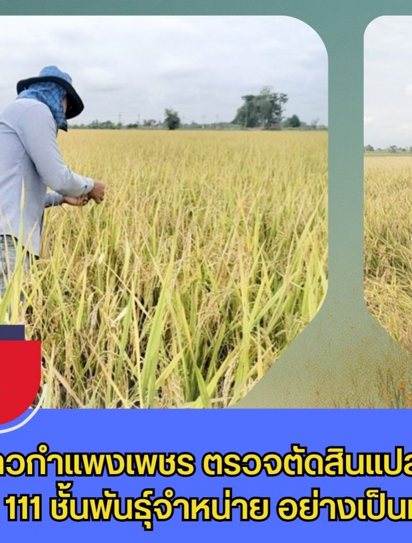 กำแพงเพชร-ศูนย์เมล็ดพันธุ์ข้าวกำแพงเพชร ตรวจตัดสินแปลงผลิตเมล็ดพันธุ์ข้าว กข 111 ชั้นพันธุ์จำหน่าย อย่างเป็นทางการ