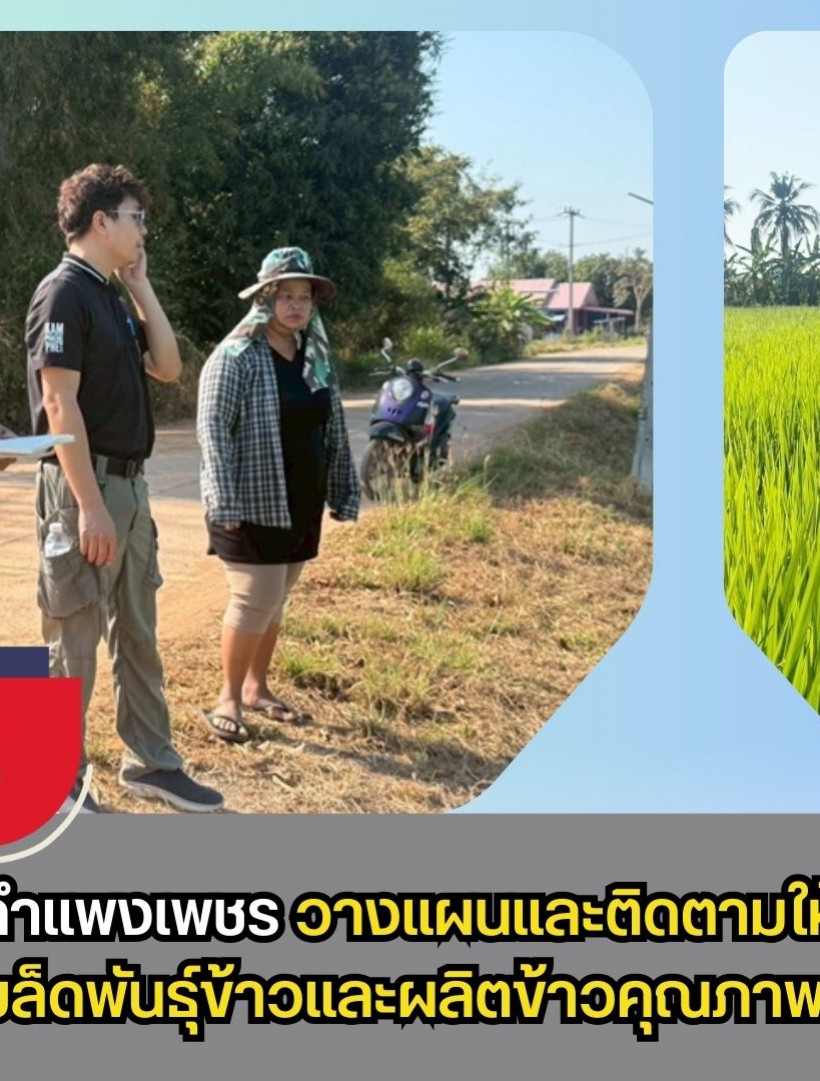กำแพงเพชร-ศูนย์เมล็ดพันธุ์ข้าวกำแพงเพชร วางแผนและติดตามให้คำแนะนำ การผลิตเมล็ดพันธุ์ข้าวและผลิตข้าวคุณภาพดี