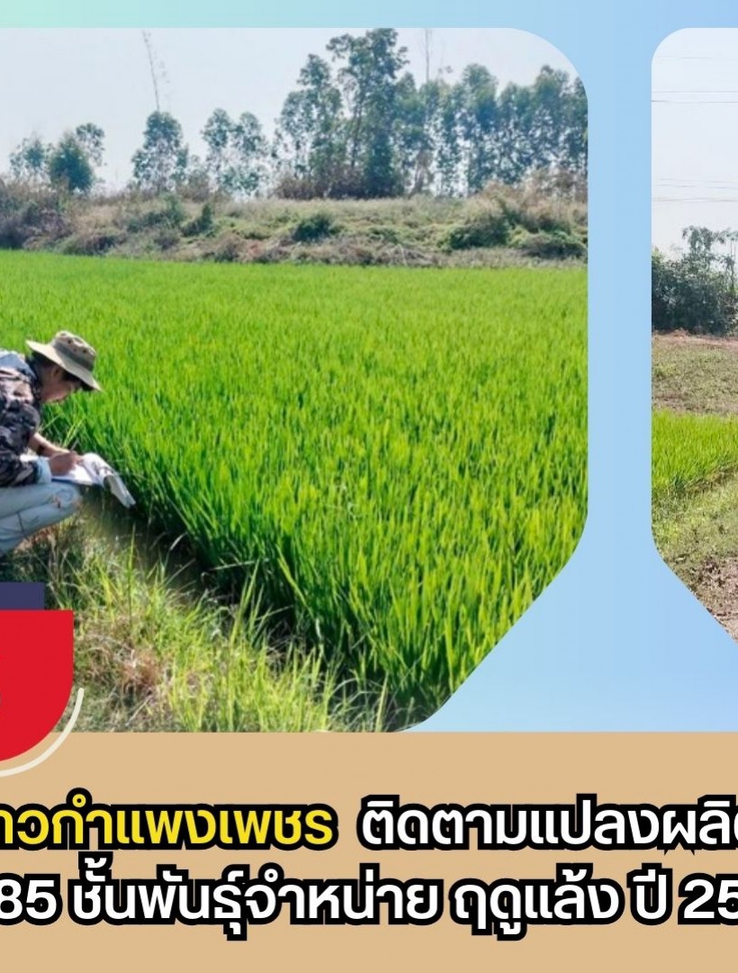 กำแพงเพชร-ศูนย์เมล็ดพันธุ์ข้าวกำแพงเพชร ติดตามแปลงผลิตเมล็ดพันธุ์ข้าว กข 85 ชั้นพันธุ์จำหน่าย ฤดูแล้ง ปี 2569