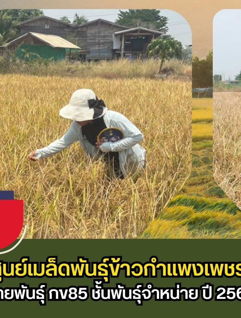 กำแพงเพชร-ศูนย์เมล็ดพันธุ์ข้าวกำแพงเพชร ตรวจตัดสินแปลงขยายพันธุ์ กข85 ชั้นพันธุ์จำหน่าย ปี 2569