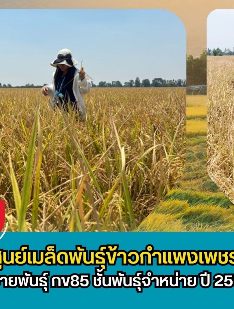 กำแพงเพชร-ศูนย์เมล็ดพันธุ์ข้าวกำแพงเพชร ตรวจตัดสินแปลงขยายพันธุ์ กข85 ชั้นพันธุ์จำหน่าย ปี 2569 อย่างเป็นทางการ