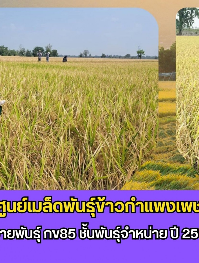 กำแพงเพชร-ศูนย์เมล็ดพันธุ์ข้าวกำแพงเพชร ตรวจตัดสินแปลงขยายพันธุ์ กข85 ชั้นพันธุ์จำหน่าย ปี 2569 อย่างเป็นทางการ